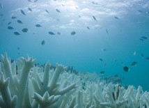 Biały las koralowy