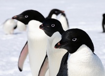 Miliony pingwinów Adeli