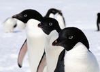 Miliony pingwinów Adeli