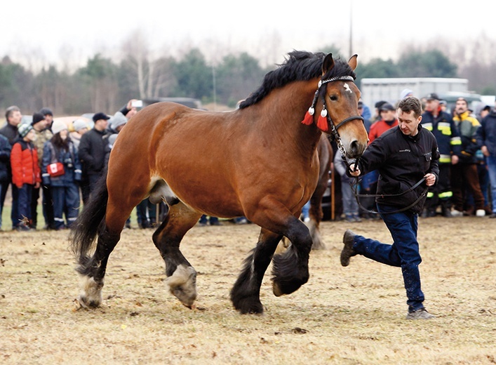 Championy rasy zimnokrwistej zostały  uhonorowane nagrodami.