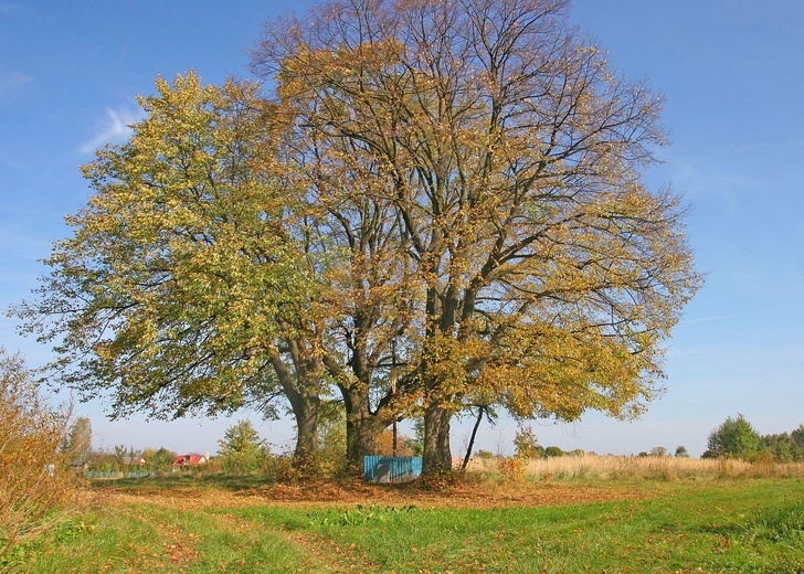 Tarnobrzeskie krzyże