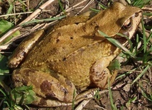 Żaba trawna