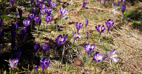 Krokusy w Dolinie Chochołowskiej