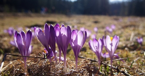 Krokusy w Dolinie Chochołowskiej