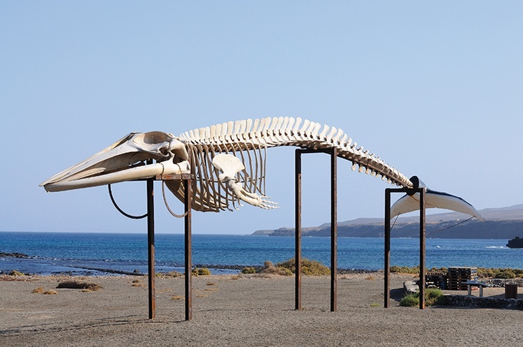 Błękitny Wieloryb pojawił się najpierw jako tzw. creepypasta, czyli straszna fikcyjna historia rozpowszechniana przez sieć. Opowieść o grze, która zabija, okazała się tak chwytliwa, że zaczęto ją powielać.