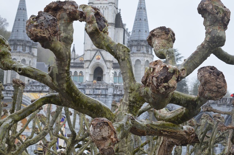 Samolotem prosto do Lourdes