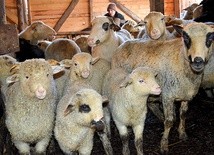 Podhalańskie owce będą mieć wykwalifikowanych opiekunów.