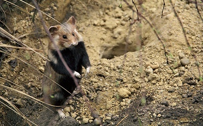 Nocne zwierzątko na nowej wystawie – podobne żyją na polach pod miastem.
