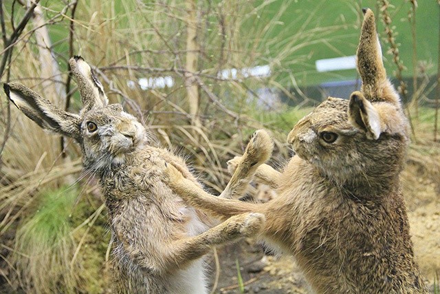 ▲	Zajęczy boks na nowej wystawie w Bytomiu.