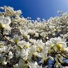 Kwitnąca magnolia. 
29.03.2017 Stuttgart. Niemcy
