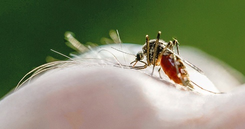 Czy będzie wreszcie Nobel za malarię?