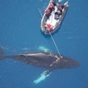 Wieloryb w oku kamery