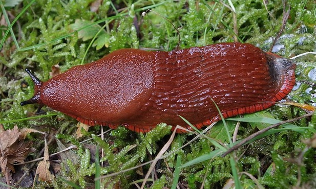 Arion rufus