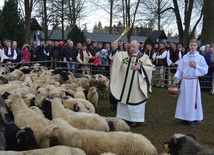 Owca uczy przywiązania do pasterza - Chrystusa