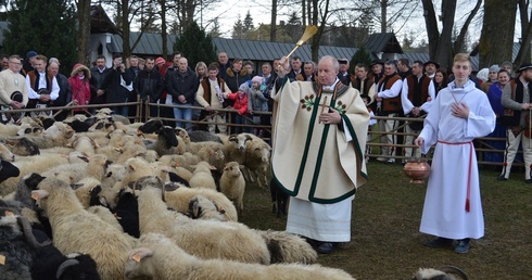 Owca uczy przywiązania do pasterza - Chrystusa