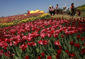 Tulipany made in China