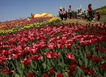 Tulipany made in China