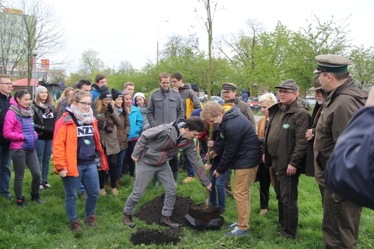 Nowy dąb już rośnie w Radomiu