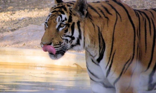 W. Brytania: Tygrys zabił pracownicę zoo