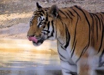 W. Brytania: Tygrys zabił pracownicę zoo