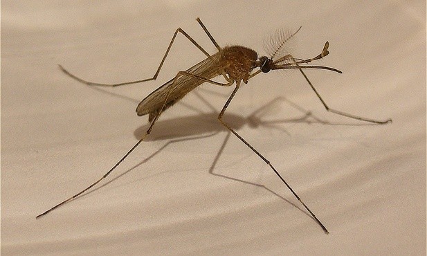 Atak komarów. Kiedy się ich spodziewać?