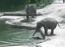 Jak słonie uratowały tonące słoniątko