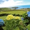 Hortensje kwitną tu wszędzie, stanowiąc naturalny przedplan dla fotografii azorskiego krajobrazu.