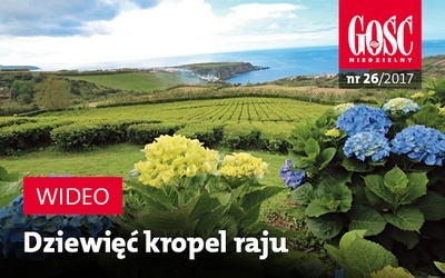 Zwiastun najnowszego "Gościa"