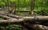 Perły z listy UNESCO. Puszcza Białowieska