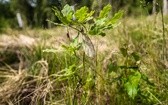 Perły z listy UNESCO. Puszcza Białowieska