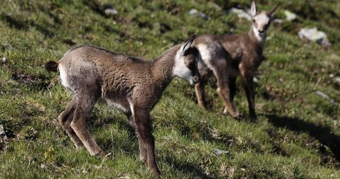 Kozice w Tatrach policzone