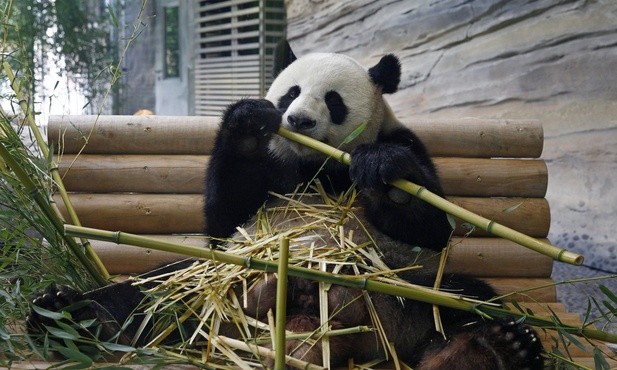 Panda.. nie kung-fu