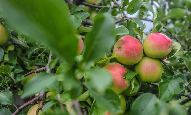 Matka Chrystusa i Matka Kościoła 