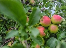 Matka Chrystusa i Matka Kościoła 