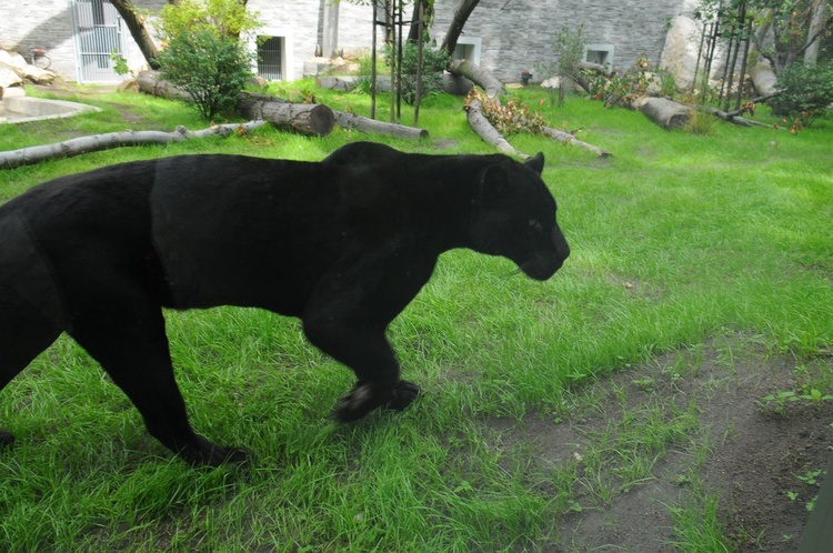 Nowe pawilony w krakowskim zoo