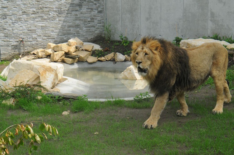 Nowe pawilony w krakowskim zoo