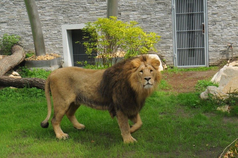 Nowe pawilony w krakowskim zoo