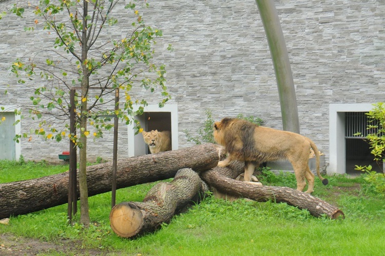 Nowe pawilony w krakowskim zoo