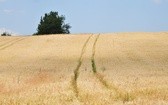 Pierwsza piesza pielgrzymka śladami św. Brata Alberta i klasztorów bazyliańskich