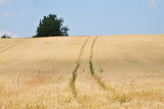 Pierwsza piesza pielgrzymka śladami św. Brata Alberta i klasztorów bazyliańskich