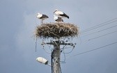 Pierwsza piesza pielgrzymka śladami św. Brata Alberta i klasztorów bazyliańskich