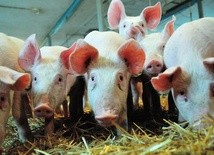 Afrykański pomór świń w województwie lubelskim. Zaostrzone przepisy dotyczące bioasekuracji