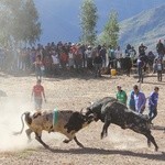 Walki byków - fiesta ku czci św. Jana Chrzciciela w Boliwii