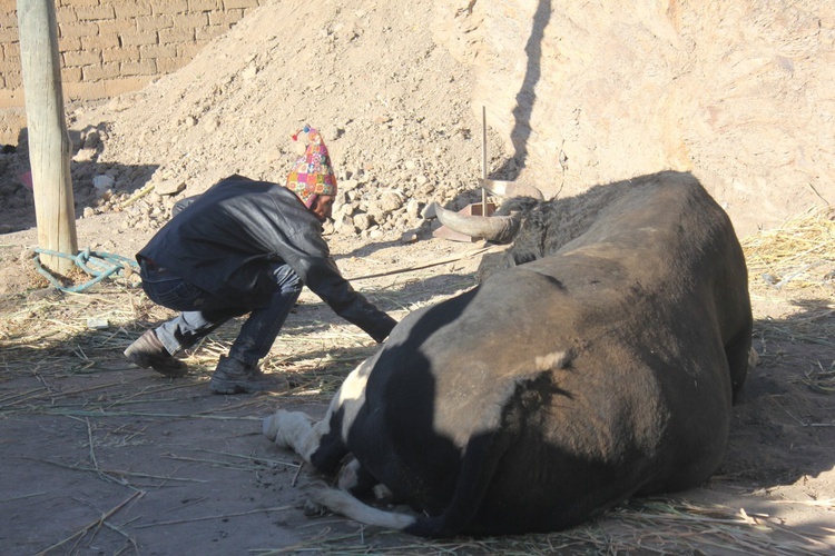 Walki byków - fiesta ku czci św. Jana Chrzciciela w Boliwii