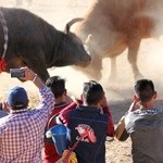 Walki byków - fiesta ku czci św. Jana Chrzciciela w Boliwii