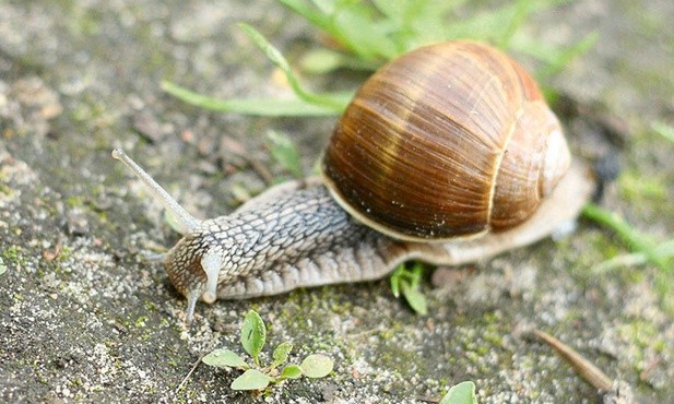 Pamięć do wymazania