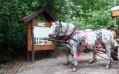 Międzynarodowy Tabor Pamięci Romów