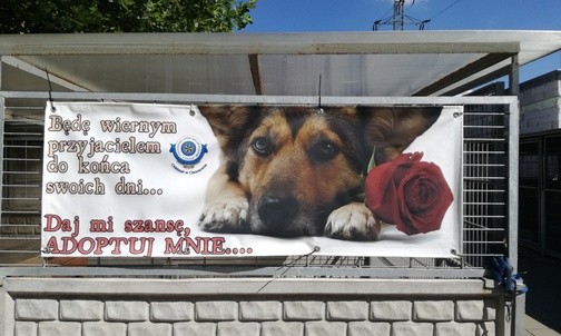 Akcja Schroniska dla Bezdomnych Zwierząt w Chorzowie