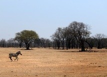 Nigeria: Kościół sprzeciwia się wypasowi na ziemi niczyjej