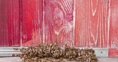 Pszczoły dawno nie miały się tak kiepsko